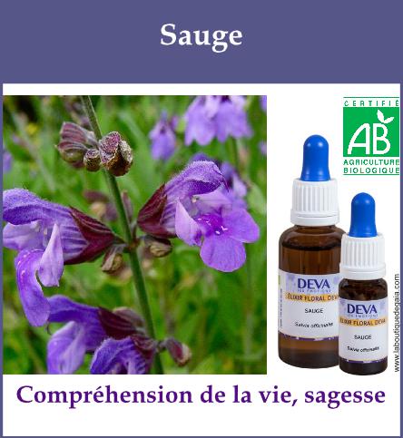 Sauge 2