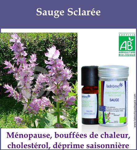 Sauge sclaree