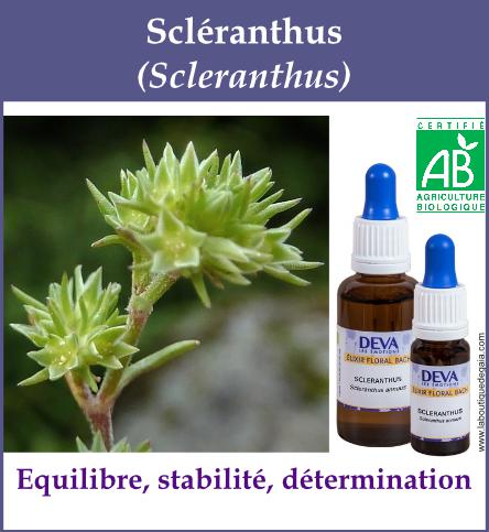 Scleranthus