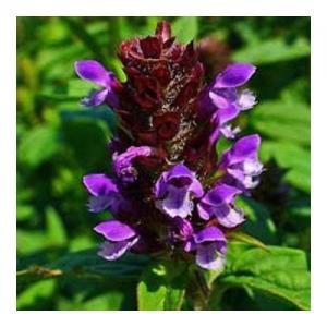 Self-Heal