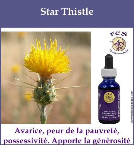 Star thistle