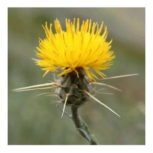 Star Thistle