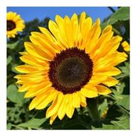 Sunflower 4
