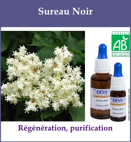 Sureau noir 2