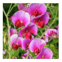 Sweet pea 4