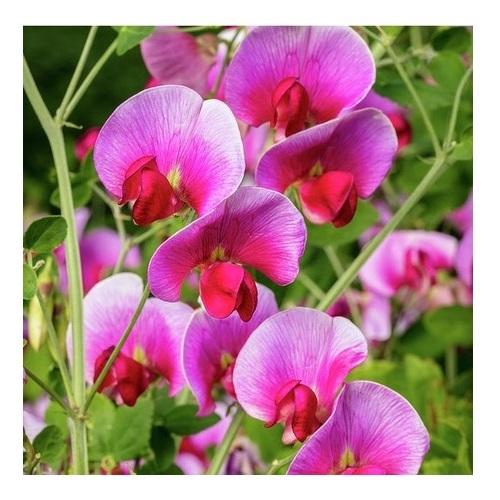 Sweet pea 4
