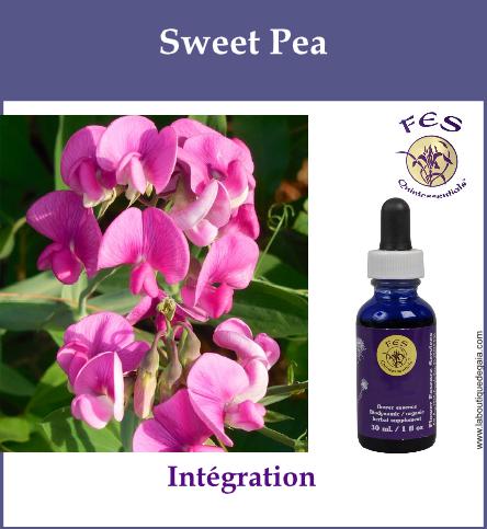 Sweet pea
