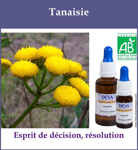 Tanaisie 2