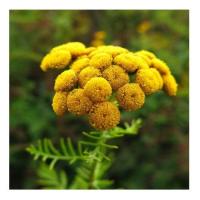 Tansy 4