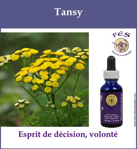 Tansy