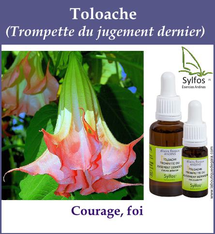 Toloache 5
