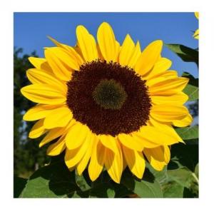 Tournesol