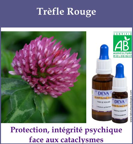 Trefle rouge 2