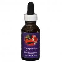 Trumpet vine 2