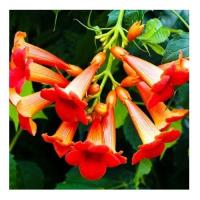 Trumpet vine 4