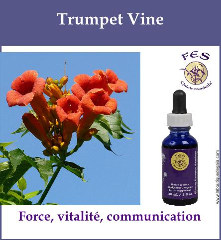 Trumpet vine