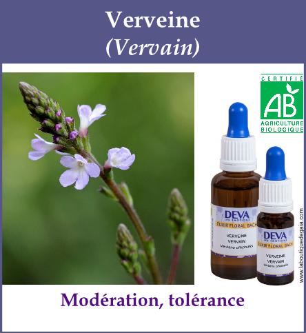 Verveine 4