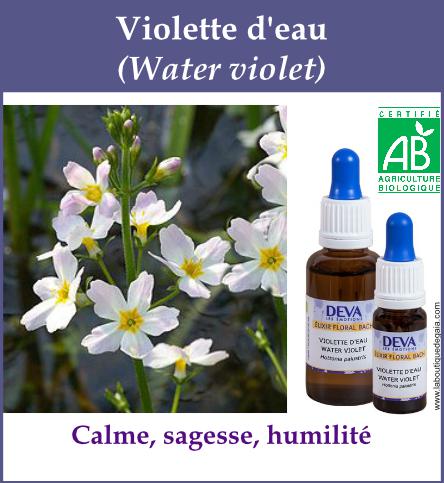 Violette d eau 4