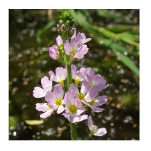 Violette d'Eau