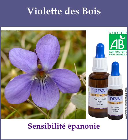 Violette des bois 2