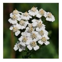 Yarrow 4