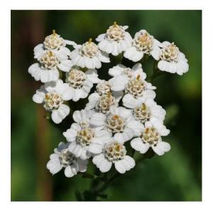 Yarrow