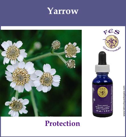 Yarrow