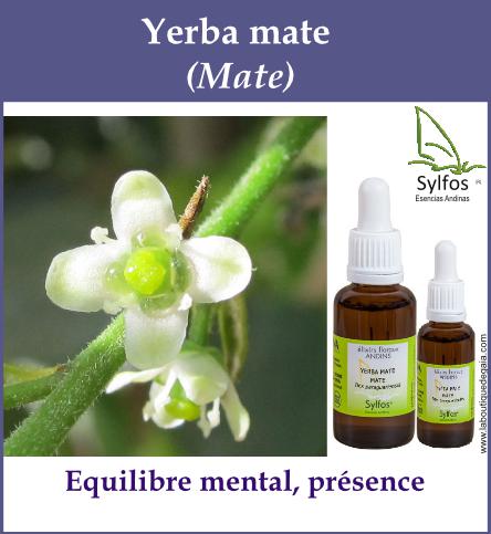 Yerba mate 5