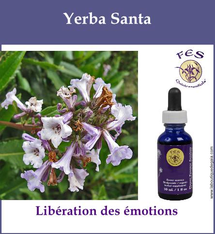 Yerba santa