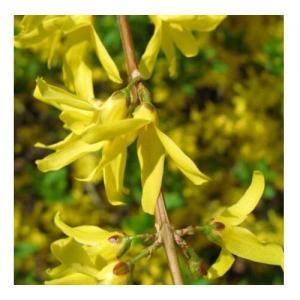 Ylang-Ylang complet