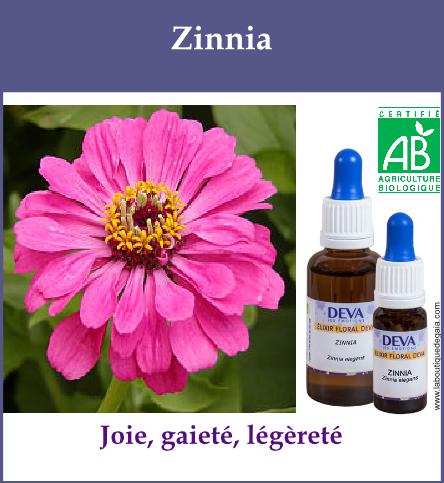 Zinnia 2