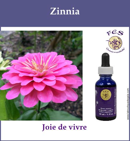 Zinnia 3