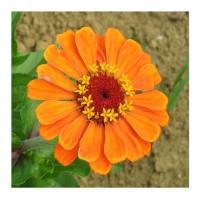 Zinnia 4