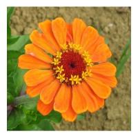 Zinnia 6