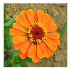 Zinnia