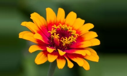 Zinnia